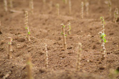 The cassava farm at the countryside of thailand