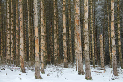 Ill trees in forest during winter