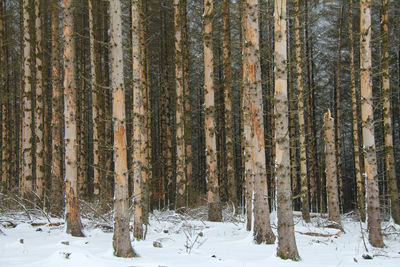 Ill trees in forest during winter