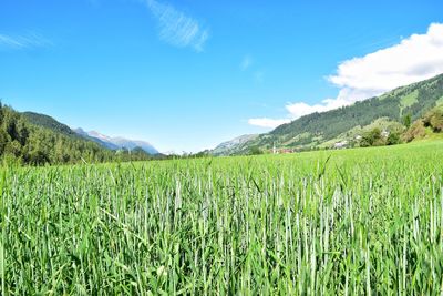 Scenic view of agricultural field against blue sky