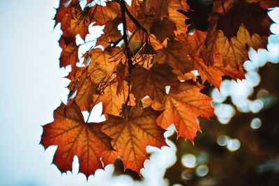 Close-up of maple leaves