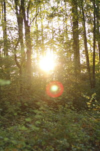 Sun shining through trees in forest