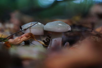 Close-up of mushroom growing on land