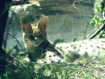 Cat looking away