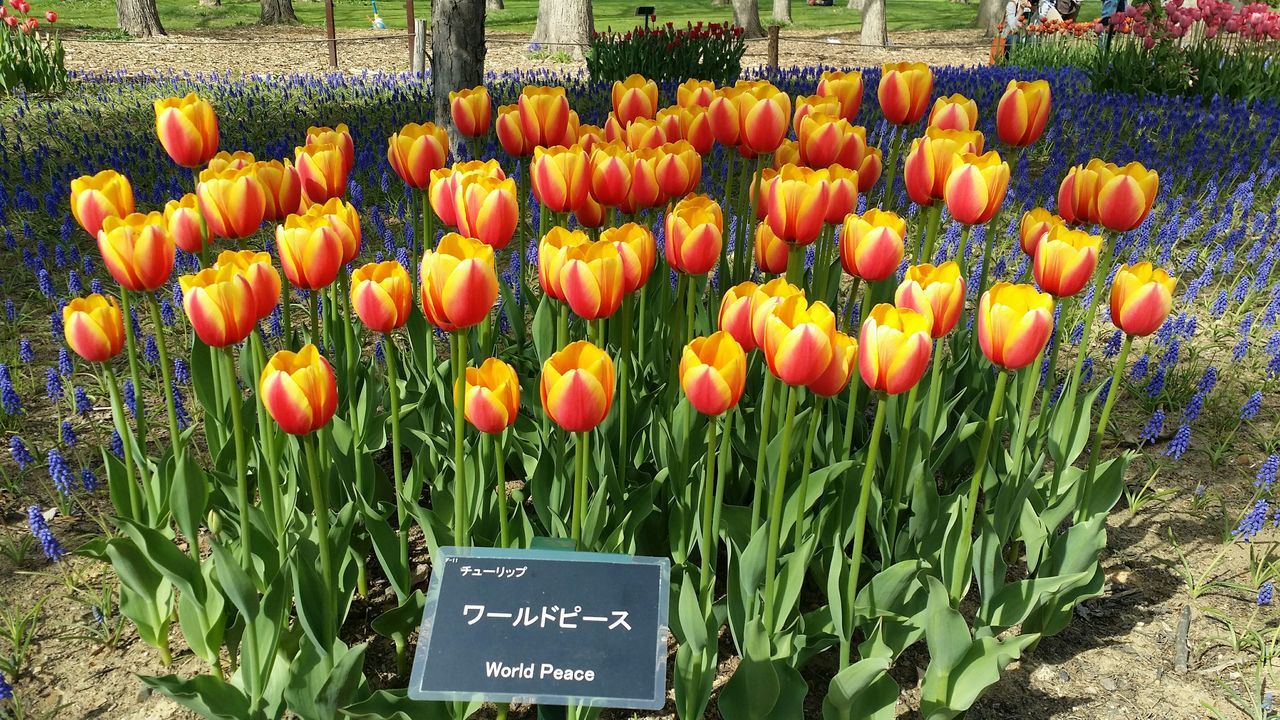 freshness, flower, field, growth, text, tulip, plant, communication, abundance, western script, red, nature, beauty in nature, green color, agriculture, variation, day, grass, outdoors, no people