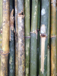 Full frame shot of bamboo tree trunk