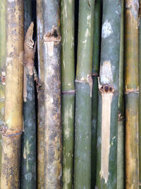 Full frame shot of bamboo tree trunk