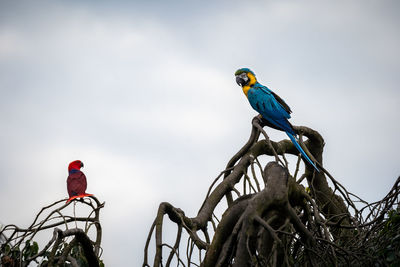 Low angle view of parrots perching on tree