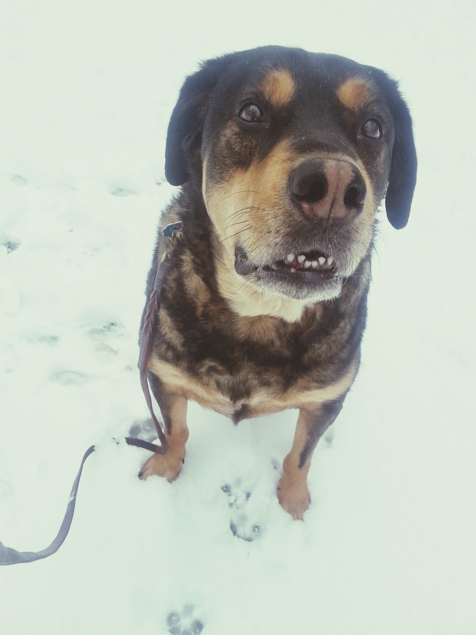 dog, one animal, animal themes, pets, domestic animals, snow, mammal, winter, looking at camera, cold temperature, portrait, season, high angle view, front view, weather, close-up, full length, no people, day