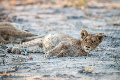 Portrait of lion cub lying on field