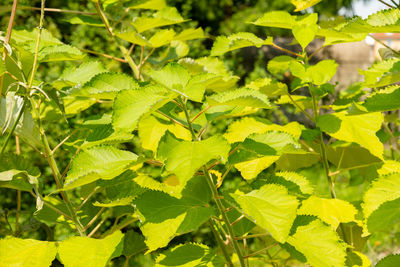 leaf