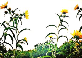 Yellow flowers growing on plant