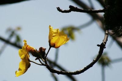 Close-up of yellow flowering plant against sky