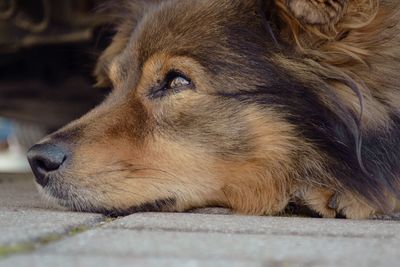 Close-up of a dog resting