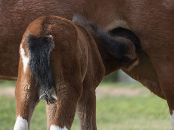 Close-up of a horse on field