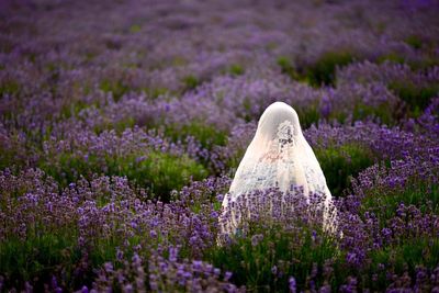 Rear view of woman wearing dupatta while standing amidst purple flowers blooming on field