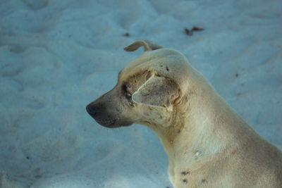 Close-up of a dog in water