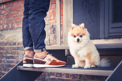 Low section of man with dog standing on floor