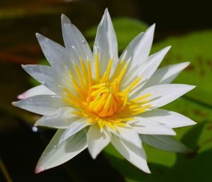 Close-up of white flower