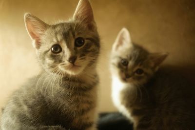 Close-up portrait of cat