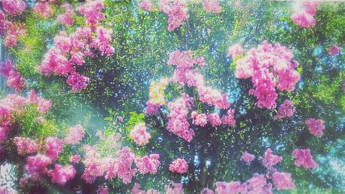 Close-up of pink flowers