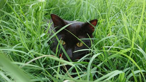 Black dog lying down on grass