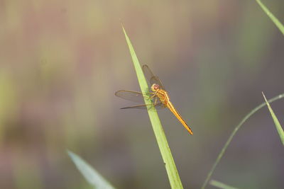 Close-up of insect on blade of grass