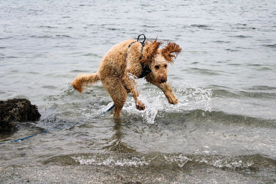 Dog running in water