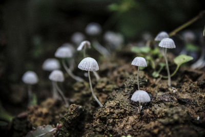 Close-up of mushrooms growing on land