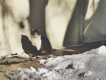 Close-up portrait of cat sitting outdoors