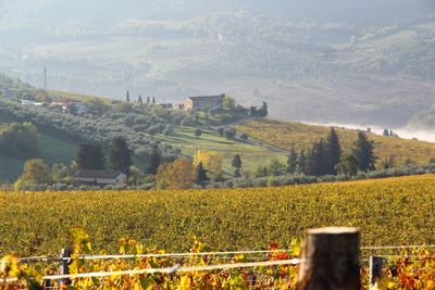 Scenic view of vineyard against sky