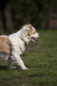 Side view of dog looking away on field