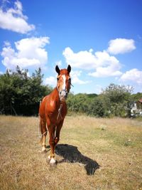 Portrait of horse standing on field