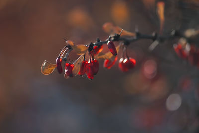 Close-up of red caterpillar