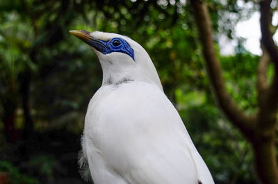 Close-up of a bird