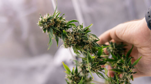 Close-up of hand holding medical cannabis