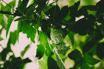 Close-up of wet plant leaves