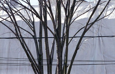 Close-up of bare tree