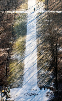 Bare trees in sunlight