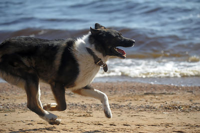 Dog standing on beach