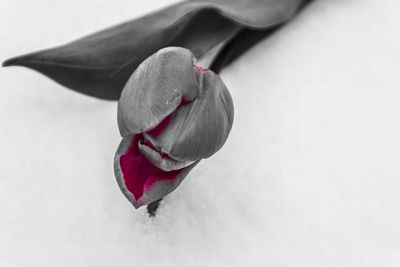 Close-up of flower over white background