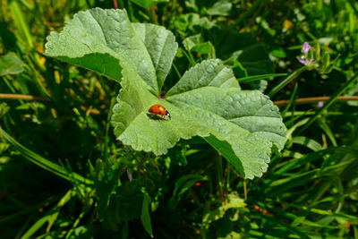 Red ladybug on leaf during sunny day