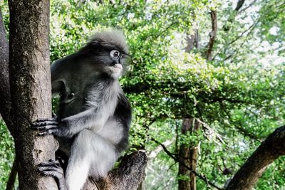 Dusky leaf monkey sitting on tree at forest