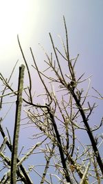 Low angle view of plant against sky