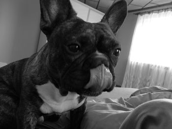 Portrait of dog on sofa at home