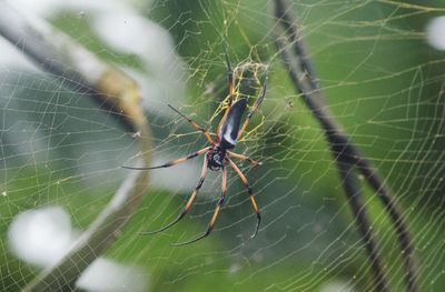 Close-up of spider on web