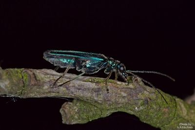 Close-up of dragonfly on leaf