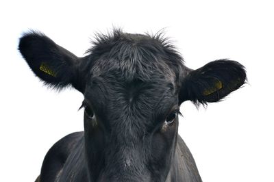 Portrait of black cow against sky