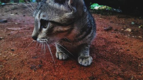 Close-up of cat looking away