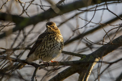 A dusk photo of a song thrush perched in a tree